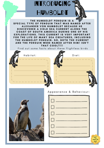 Introducing Humboldt Penguin