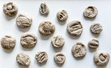 Load image into Gallery viewer, Mary Anning Homemade Fossils